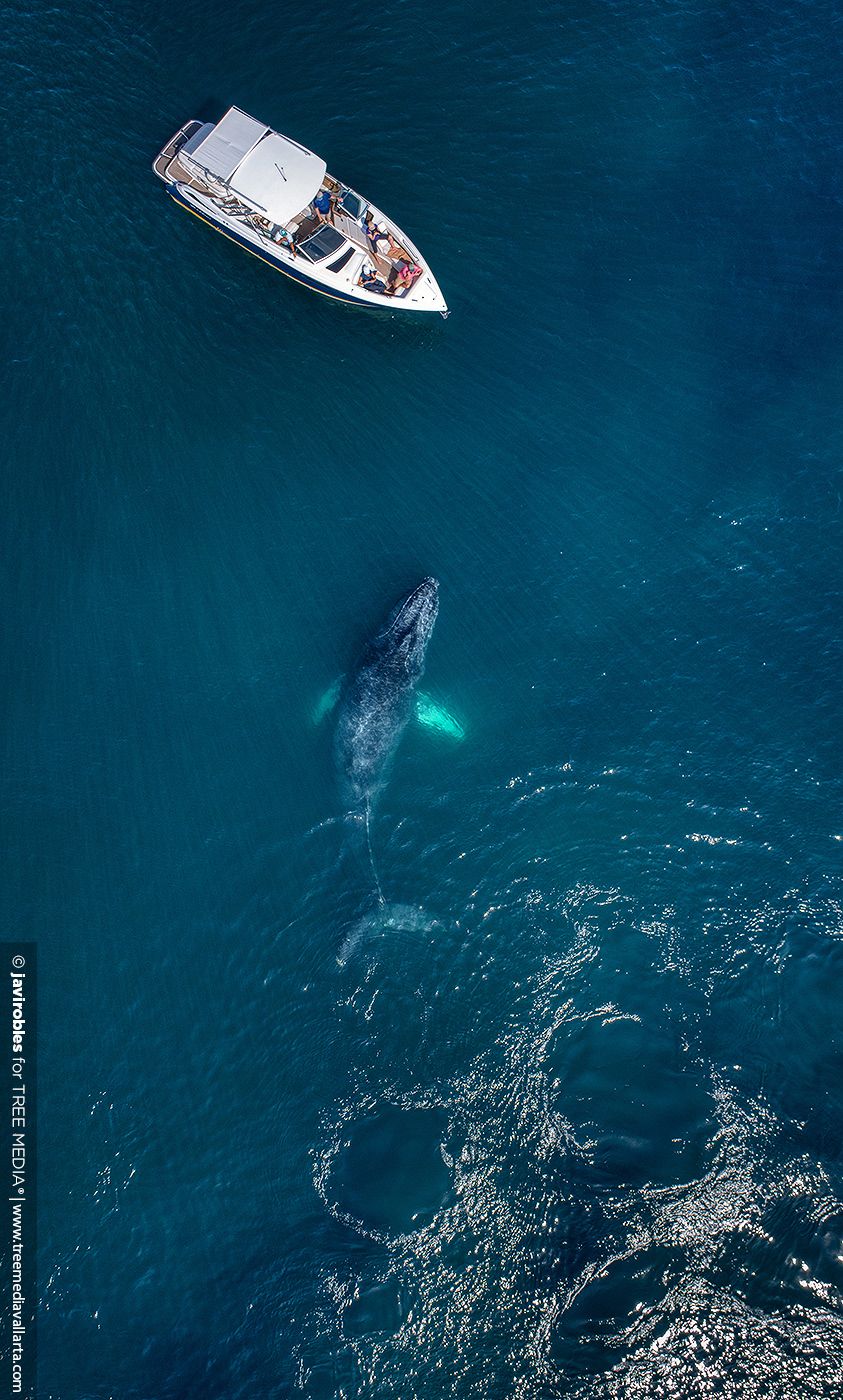 Humpback whale beside a boat in Banderas Bay, seen from above
