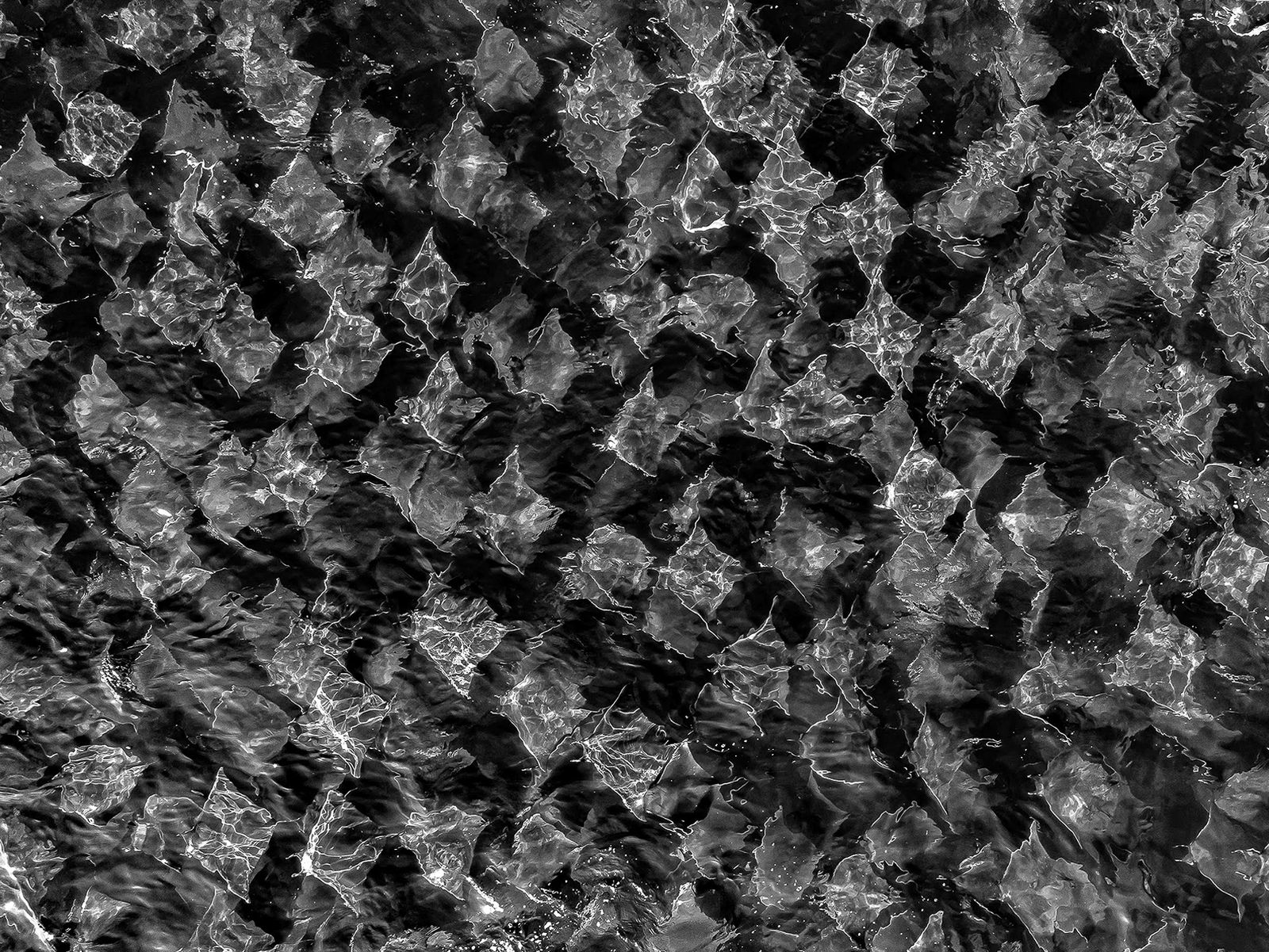 School of mobula rays in the Pacific, black-and-white aerial photograph